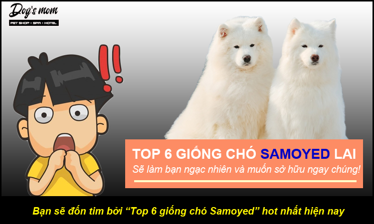 Samoyed sales lai husky